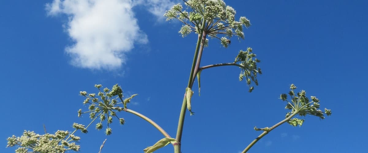 A tall plant with multiple branches against a clear blue sky.