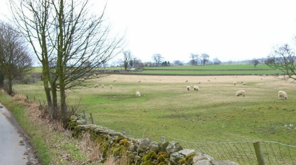 Field near Hutton Hang, Constable Burton.