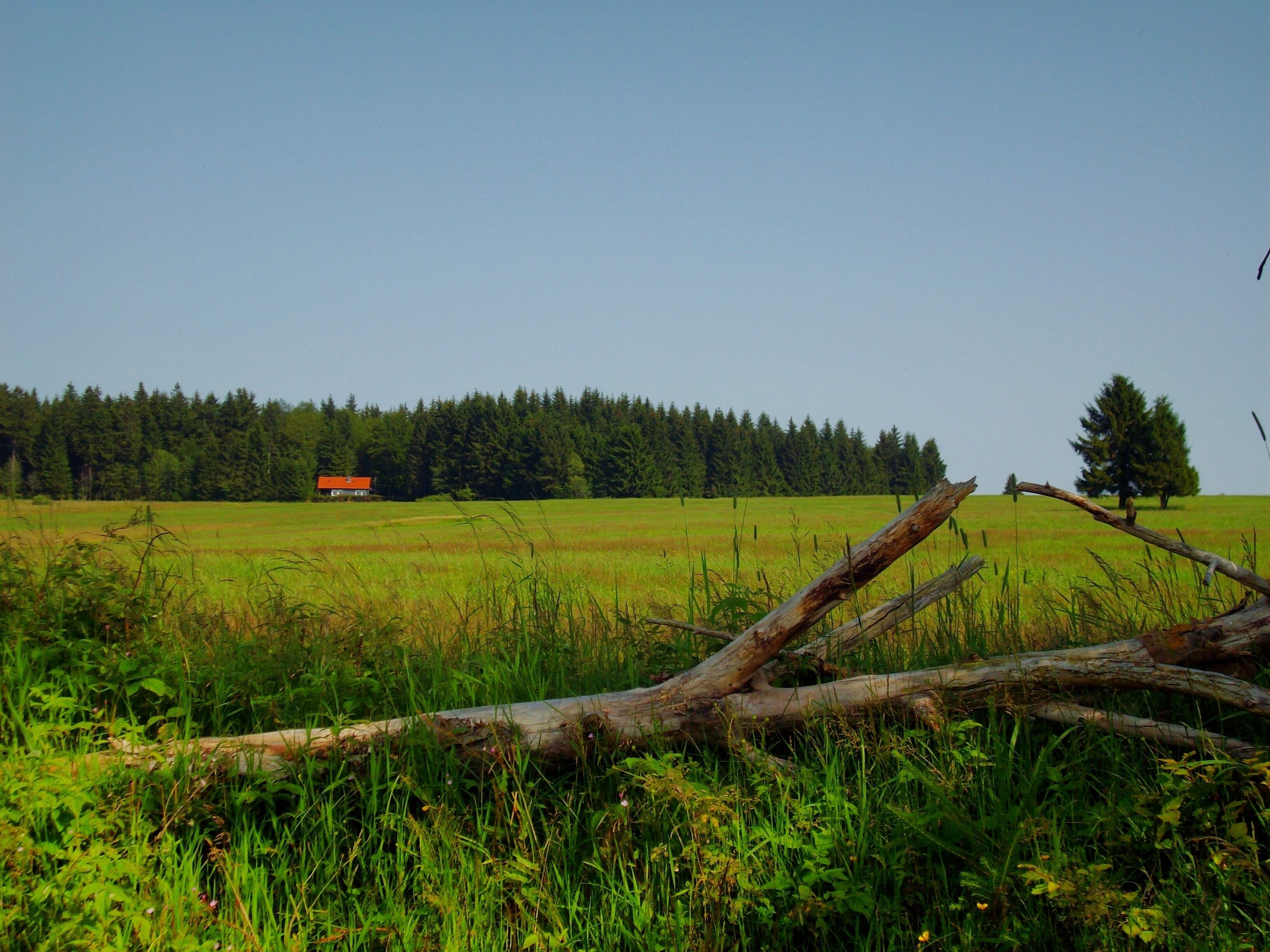 A rural landscape with a field, a fallen tree, and a distant red house.