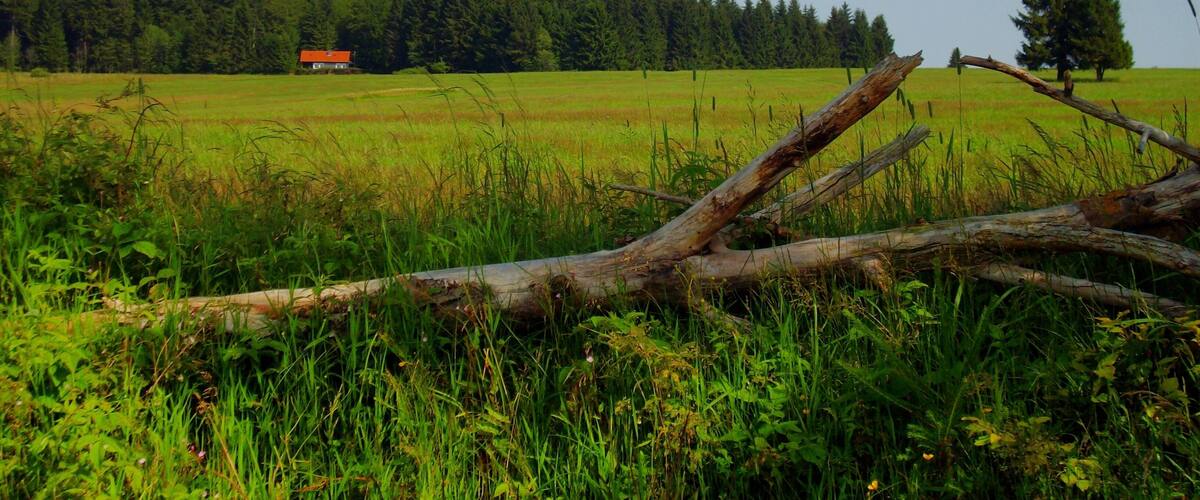 A rural landscape with a field, a fallen tree, and a distant red house.