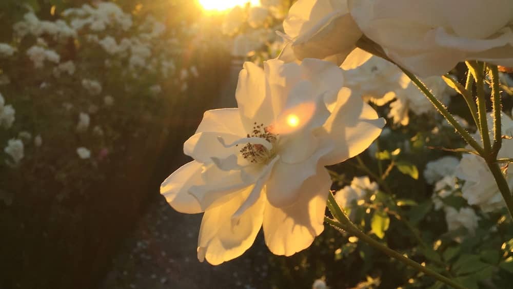 Amazing food and delicious views #goldenhour