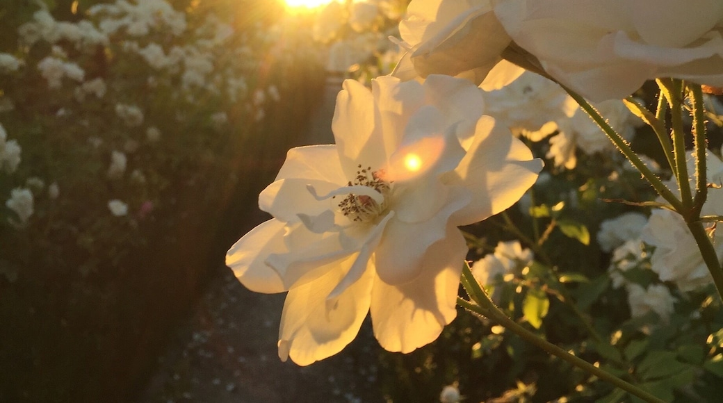 Amazing food and delicious views #goldenhour