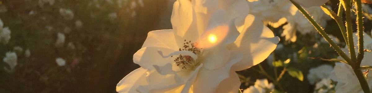 Amazing food and delicious views #goldenhour