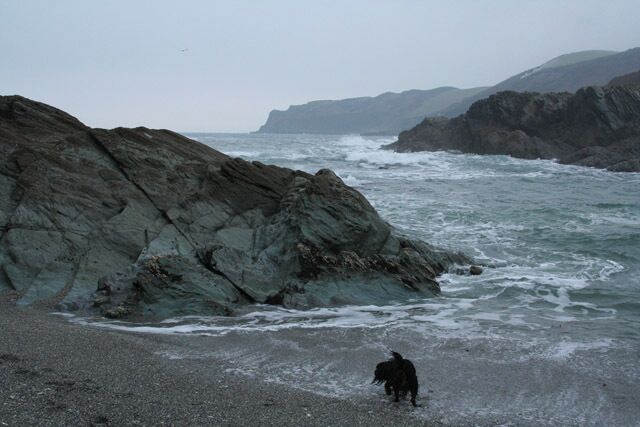 Um litoral acidentado com grandes rochas e um cão parado na praia.