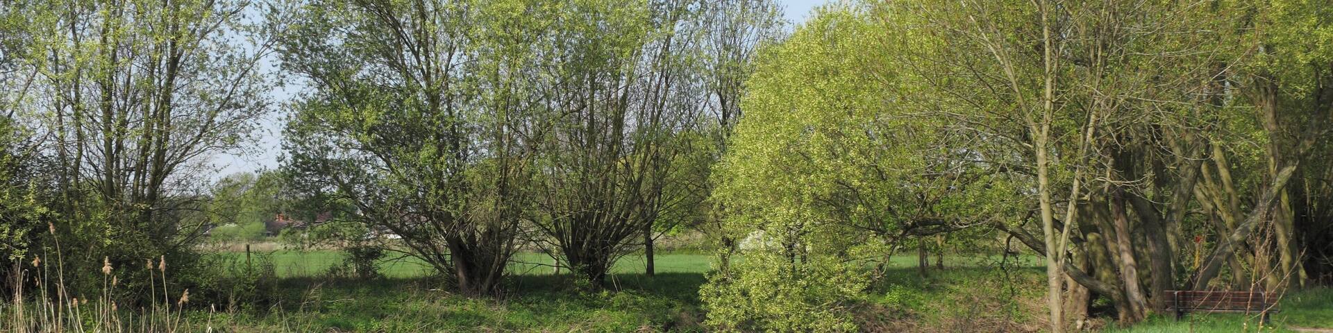 Nördliche Okeraue bei Groß Schwülper. Mündung der Schunter (im Vordergrund) in die Oker (im Hintergrund). Bereich im Naturschutzgebiet „Nördliche Okeraue (zwischen Hülperode und Neubrück)“ (NSG BR 099) im Landkreis Gifhorn.