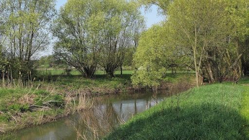 Nördliche Okeraue bei Groß Schwülper. Mündung der Schunter (im Vordergrund) in die Oker (im Hintergrund). Bereich im Naturschutzgebiet „Nördliche Okeraue (zwischen Hülperode und Neubrück)“ (NSG BR 099) im Landkreis Gifhorn.