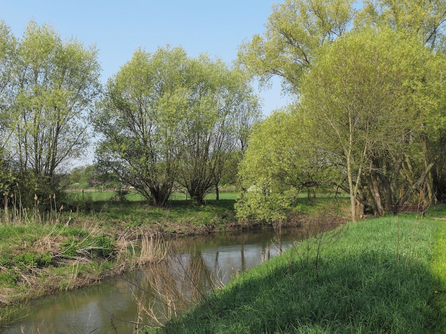A river with trees and grass on the banks.