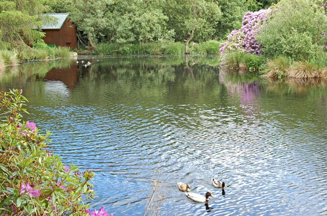 Parkland pond Northern end of the large pond in Strichen Community Park on the Western edge of Strichen.