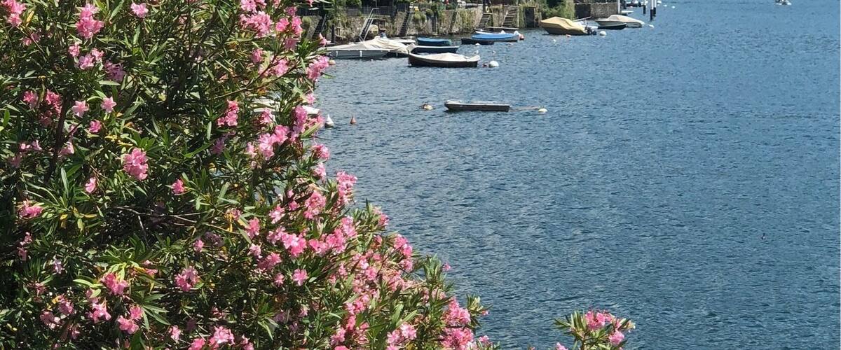 A lake with boats, a building with a red roof, and pink flowers in the foreground.