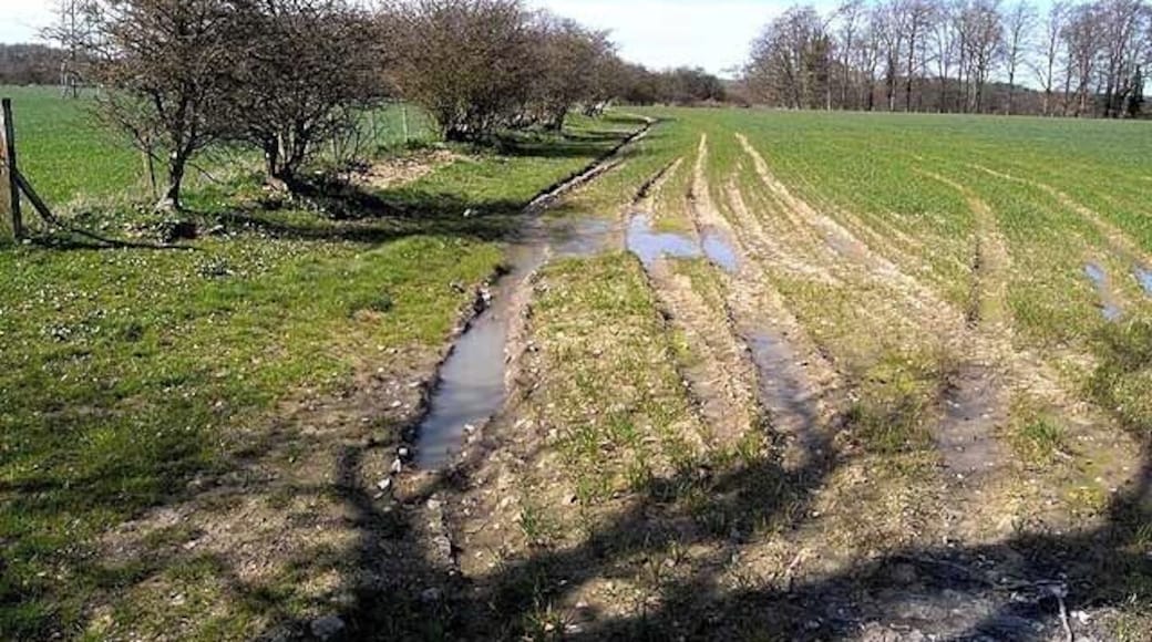 Footpath above Morwick Banks A public footpath follows this field boundary. The line of trees marks the top of Morwick Banks where the land drops steeply down to the River Coquet.