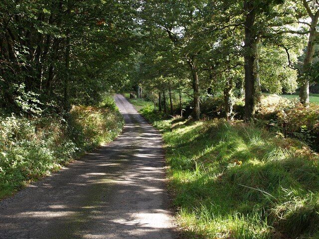 Lane past Newcourt Wood Fleeting sunlight dapples the lane from Sheepwash to Magpie, but hasn't yet reached the bridge over Newcourt Water at the foot of the short hill.
