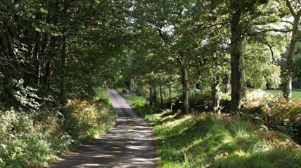 Lane past Newcourt Wood Fleeting sunlight dapples the lane from Sheepwash to Magpie, but hasn't yet reached the bridge over Newcourt Water at the foot of the short hill.