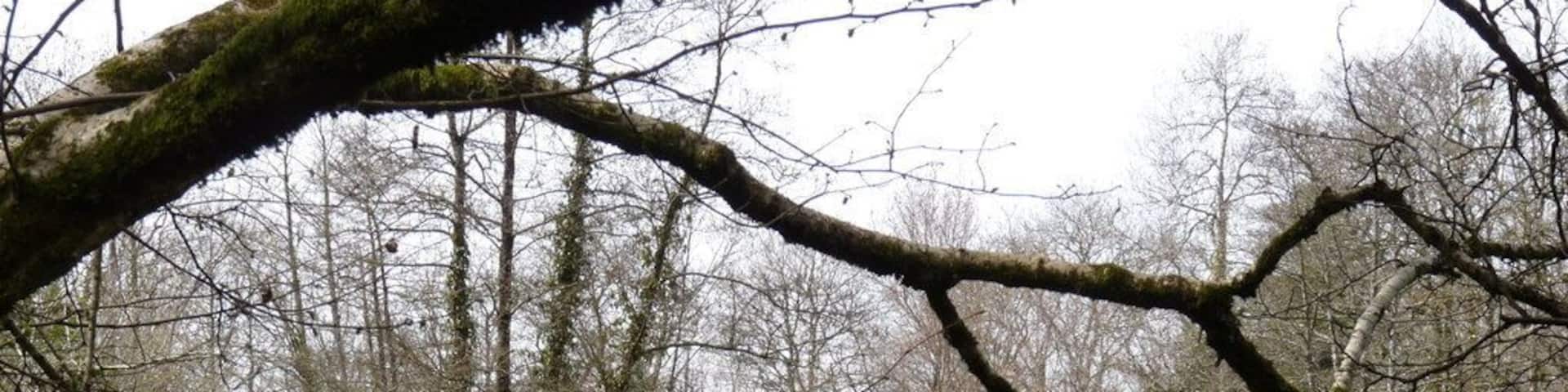 Sheepwash Bridge as seen from downstream Bridge on the river Torridge