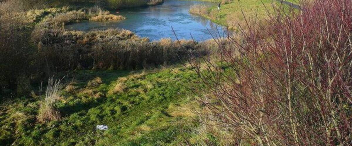 A river meandering through a grassy landscape with trees and shrubs.