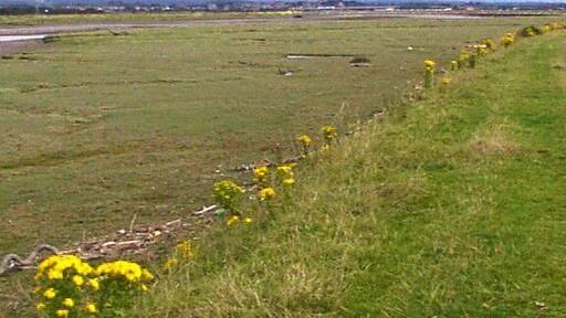 Fields alongside river estuary. These fields are by the River Clwyd