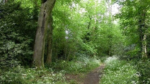Footpath through Billing Lings. Billing Lings is a narrow stretch of woodland running between housing estates.