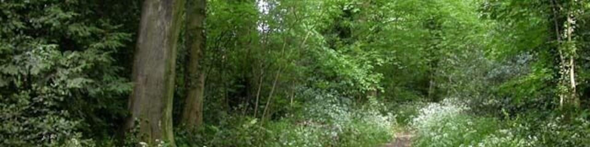 Footpath through Billing Lings. Billing Lings is a narrow stretch of woodland running between housing estates.