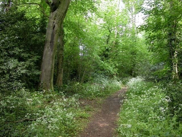 A forested path with dense greenery and trees.
