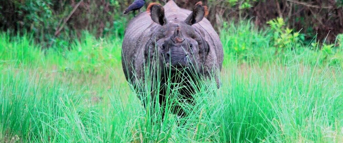 After walking through the jungle in flip flops (not recommended) for around an hour, we came into a clearing and found this lone rhino. Spent a few minutes taking photos of it, then found when I put my camera down, everyone else had run away under the impression it was going to charge, thanks for telling me guys!
#nationalpark