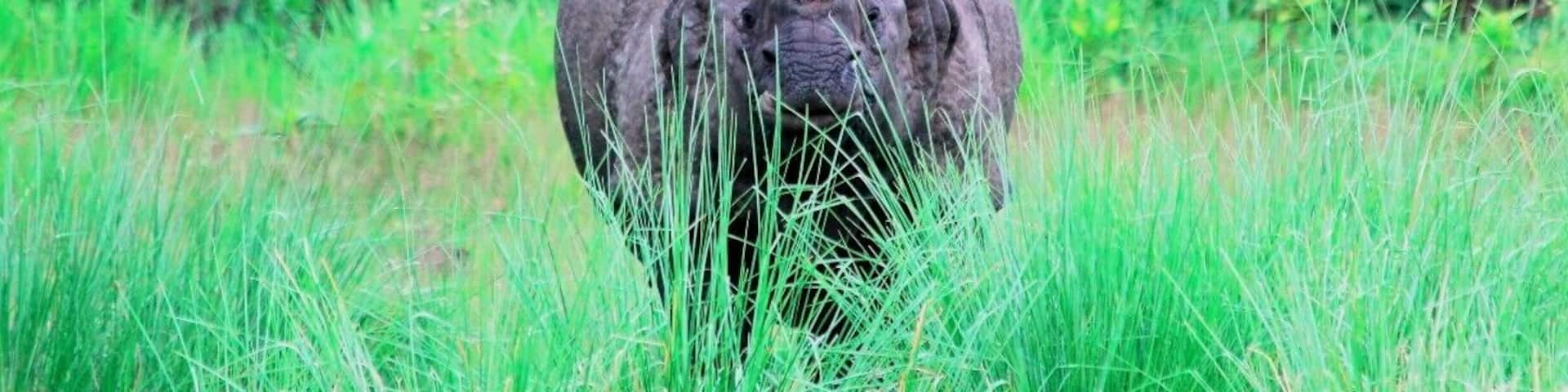 After walking through the jungle in flip flops (not recommended) for around an hour, we came into a clearing and found this lone rhino. Spent a few minutes taking photos of it, then found when I put my camera down, everyone else had run away under the impression it was going to charge, thanks for telling me guys!
#nationalpark