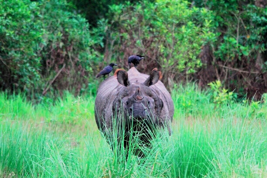 After walking through the jungle in flip flops (not recommended) for around an hour, we came into a clearing and found this lone rhino. Spent a few minutes taking photos of it, then found when I put my camera down, everyone else had run away under the impression it was going to charge, thanks for telling me guys!
#nationalpark