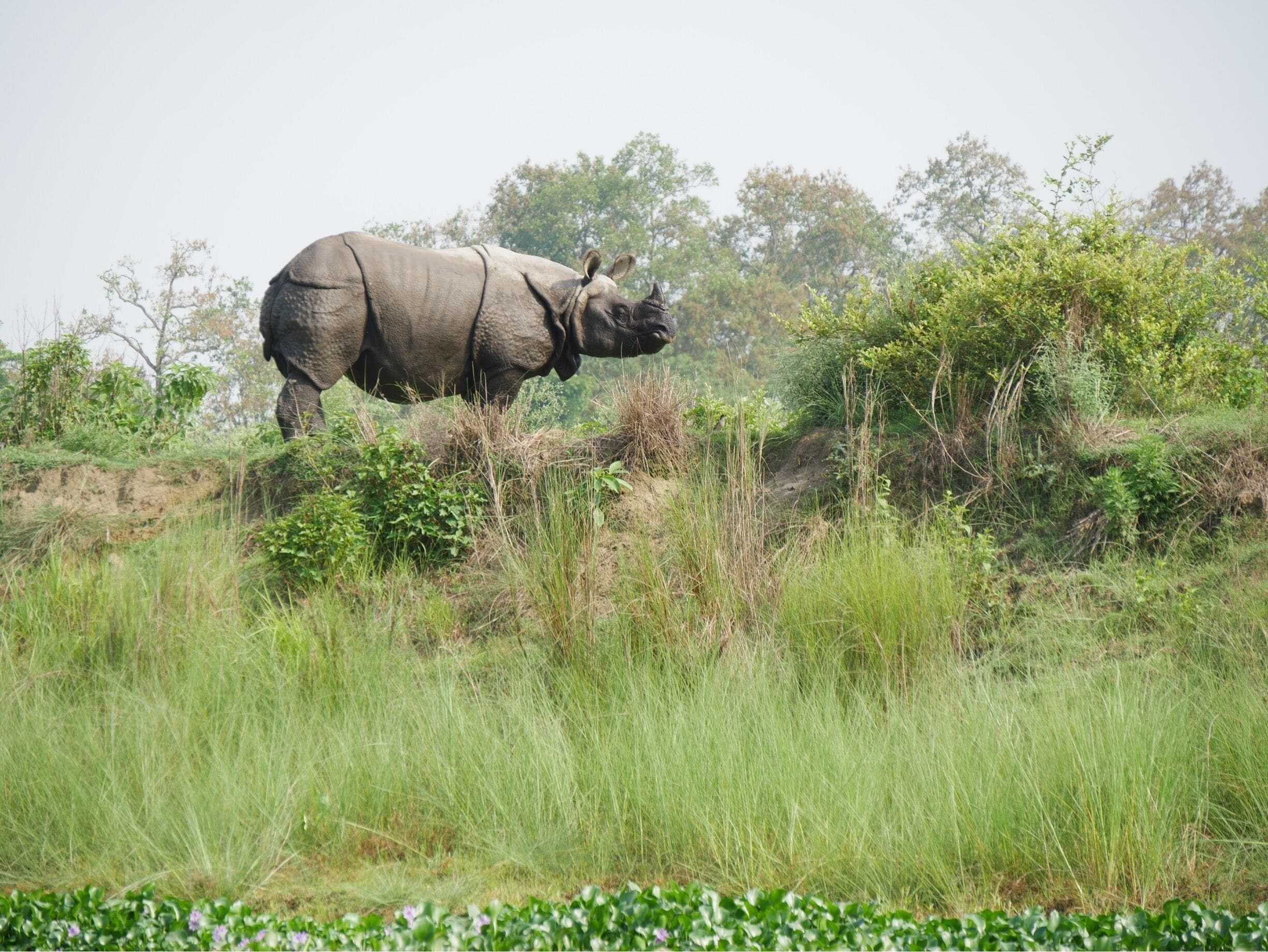 Ein Nashorn in einer grasbewachsen Wiese, im Hintergrund Bäume.