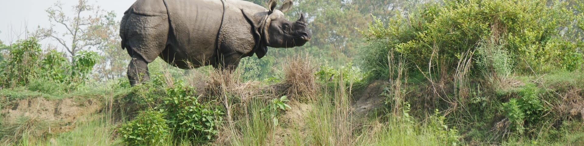 A rhinoceros in a grassy field with trees in the background.