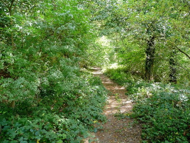 Un sendero estrecho en un bosque rodeado de follaje verde denso.