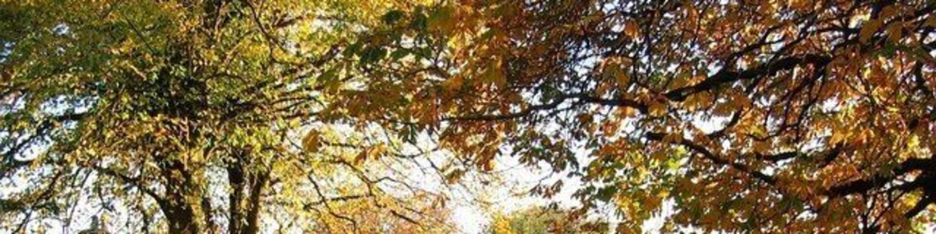 Near the bottom of Temperance Hill Autumn colours looking down Temperance Hill towards Ogston Reservoir. The New Napoleon public House can just be seen to the right of the road.
