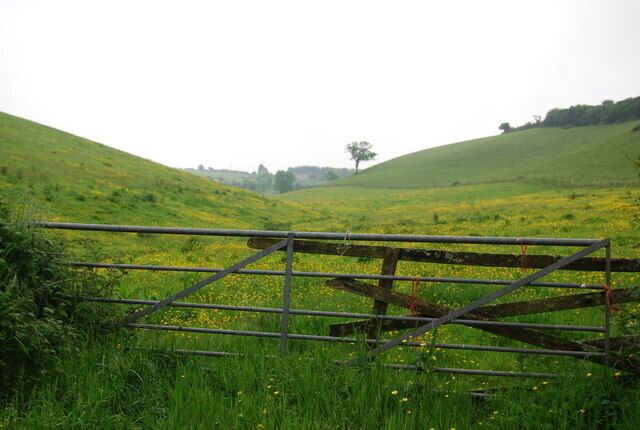 A field of Buttercups, near South Pool