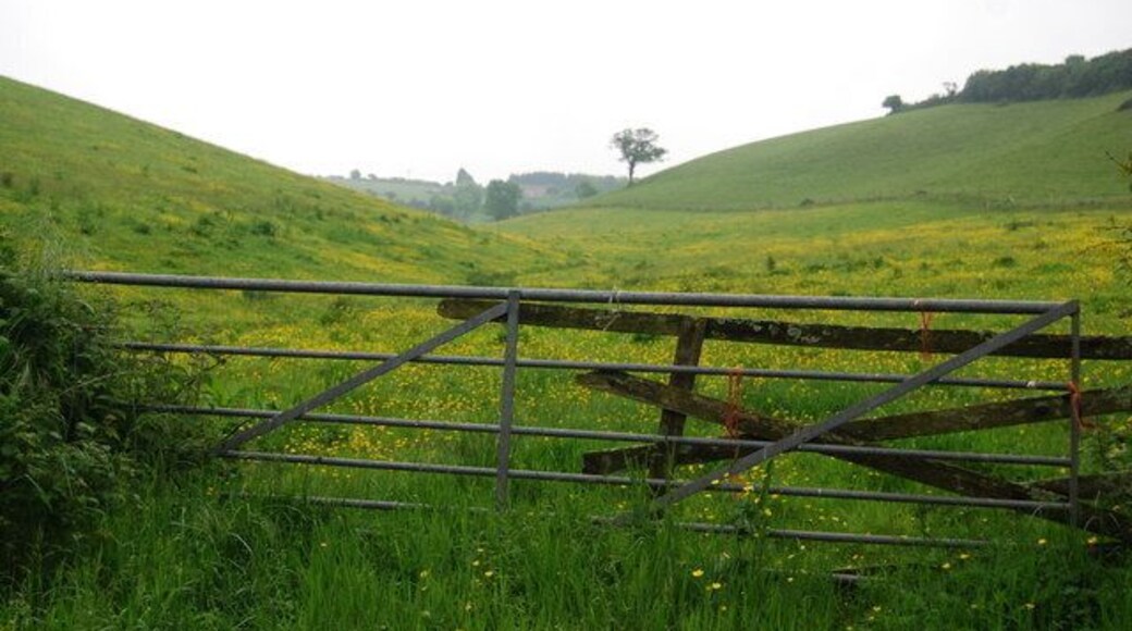 A field of Buttercups, near South Pool