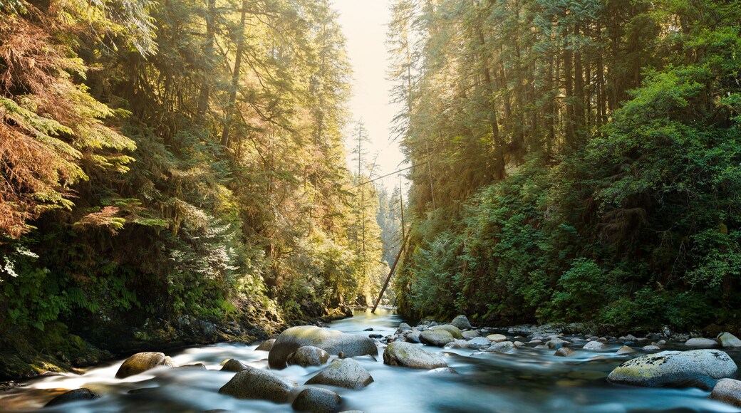 The river at Lynn Canyon in North Vancouver.