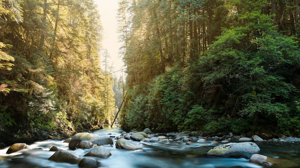 A river flowing through a forest with dense trees and large rocks in the water.