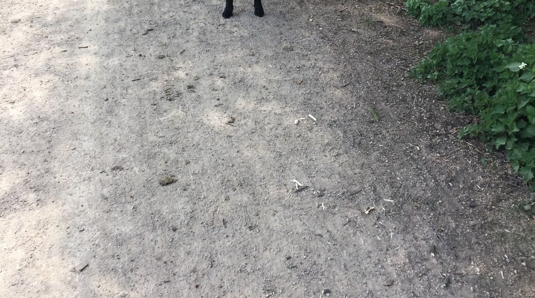 Walking the daft one