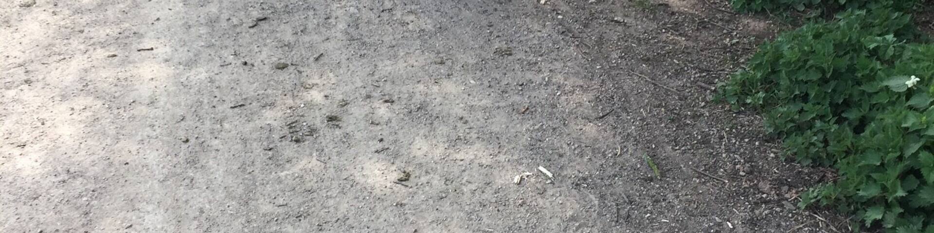 Walking the daft one