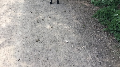 Walking the daft one