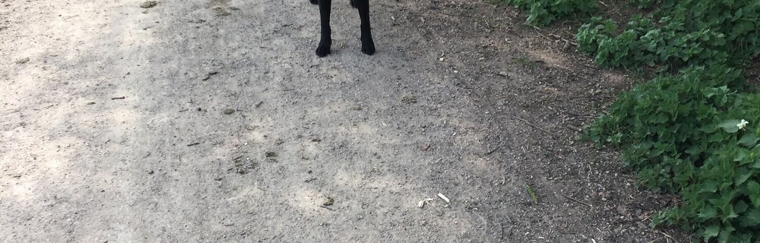 Walking the daft one