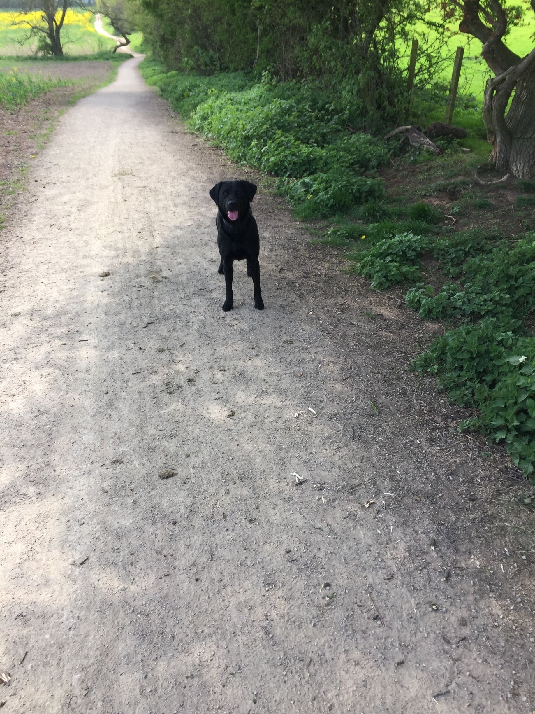 A black dog standing on a dirt path surrounded by greenery.