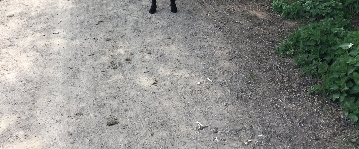 A black dog standing on a dirt path surrounded by greenery.