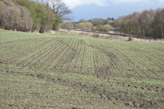 Field between Nottingham Canal and Railway Newly sown crop, with tractor tracks.
