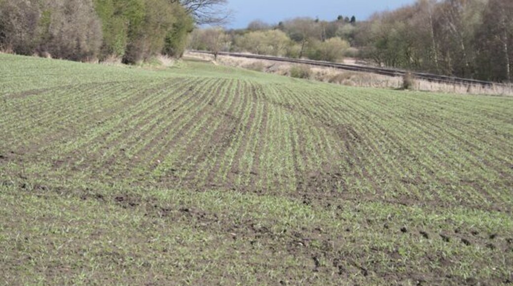 Field between Nottingham Canal and Railway Newly sown crop, with tractor tracks.