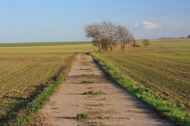 A rural dirt path through a field with young crops and a few trees.