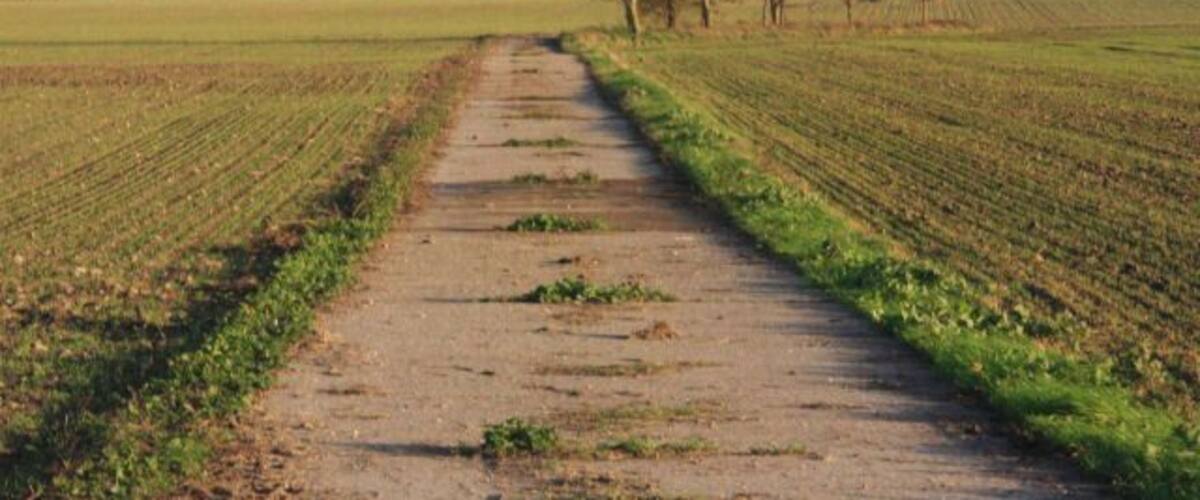 A rural dirt path through a field with young crops and a few trees.