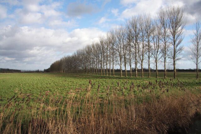 Poplars on Isleham Fen This line of trees extends north-eastwards from the B1104, towards the River Lark.