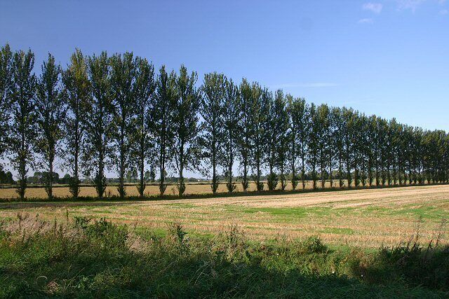 Poplars on Isleham Fen This row of poplars follows the line of one of the many ditches that run between the B1104 and the River Lark. All the land in this photo is below sea level.