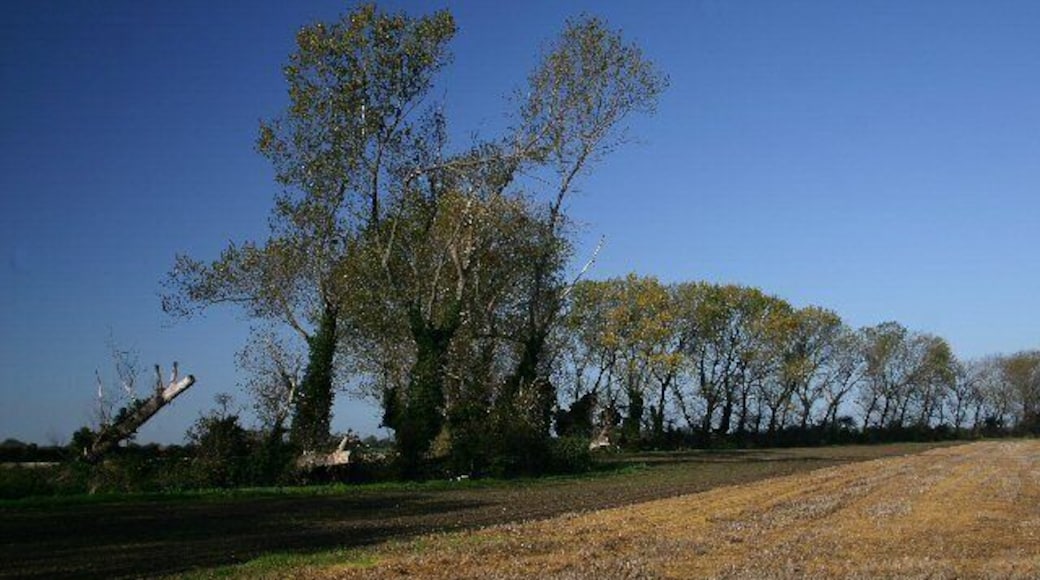 Soham Fen Looking north from East Fen Drove.