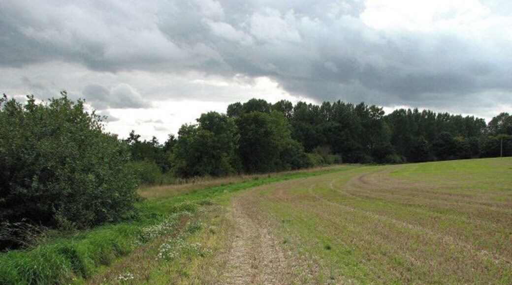 Woodland skirting field