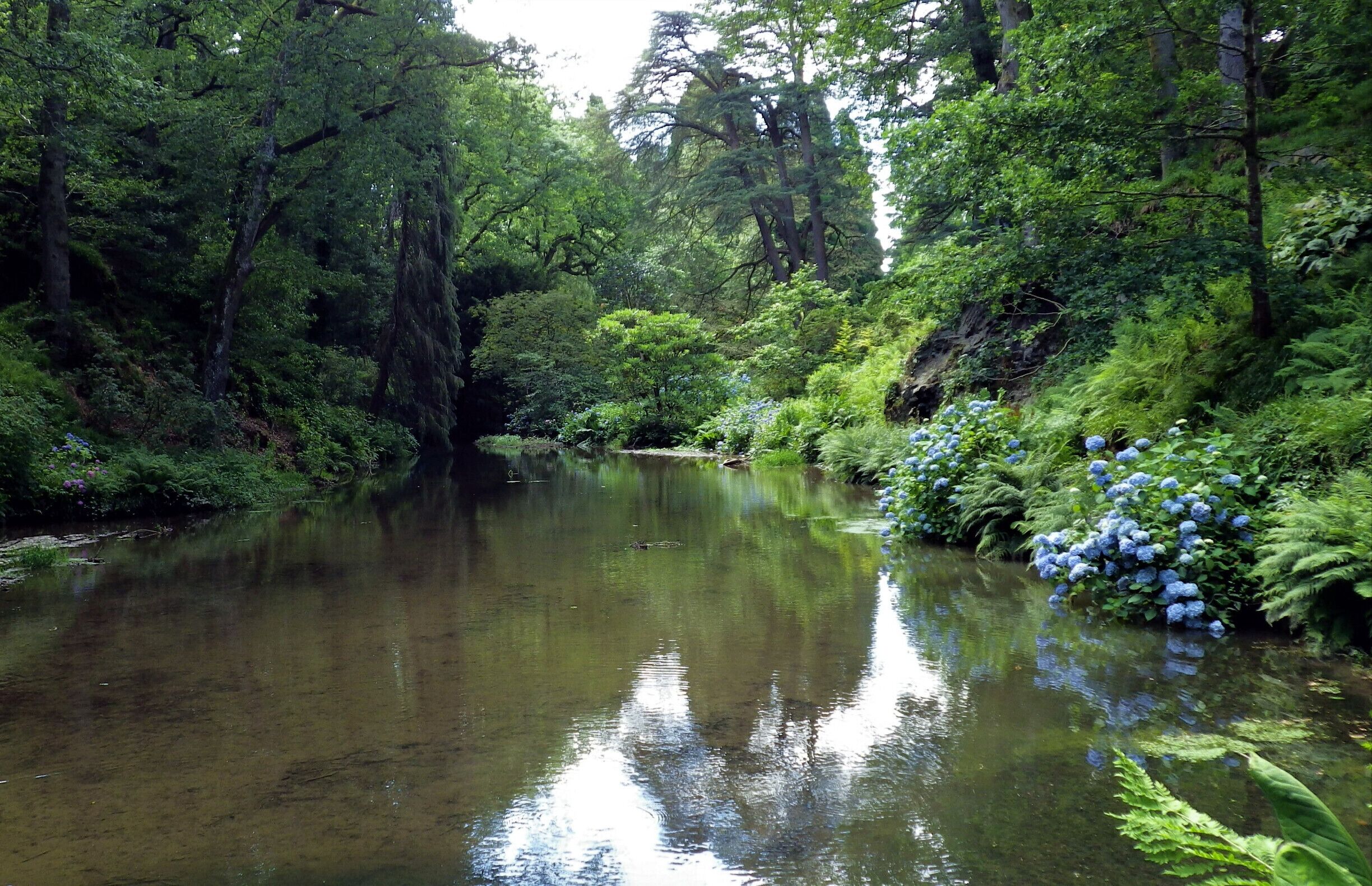 A calm river surrounded by dense greenery and blue hydrangea bushes.