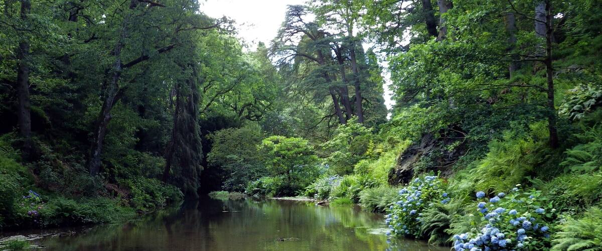 A calm river surrounded by dense greenery and blue hydrangea bushes.
