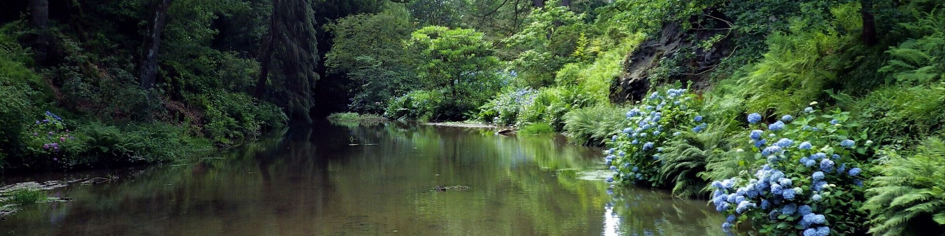 A calm river surrounded by dense greenery and blue hydrangea bushes.